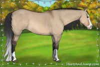 Horse Color:Bay Dun Splash 