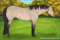 Horse Color:Brown Dun Rabicano 