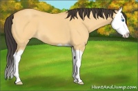 Horse Color:Buckskin Dun Splash
