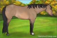Horse Color:Bay Dun Rabicano 