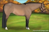 Horse Color:Brown Dun 