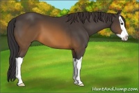 Horse Color:Buckskin Splash 