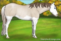 Horse Color:Grullo Pearl Splash Rabicano 