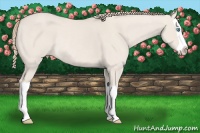 Horse Color:Smoky Creme Dun Splash Rabicano 