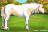 Horse Color:Palomino Dun Tobiano 