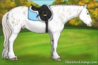 Horse Color:Red Dun Roan Splash Appaloosa 