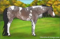 Horse Color:Brown Ice Tobiano