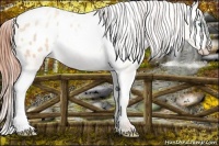 Horse Color:Sable Cream Champagne Pearl Appaloosa 