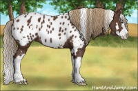 Horse Color:White Spotted Liver Chestnut Splash Near Leopard 