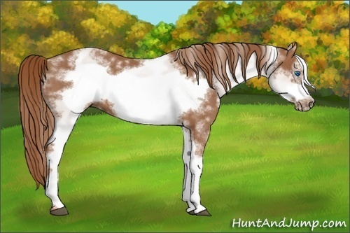 Horse Color: Unknown 