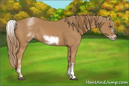 Horse Color: Unknown 