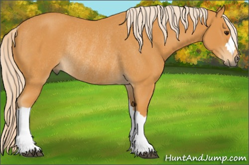 Horse Color: Chocolate Palomino Rabicano 