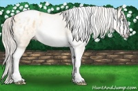 Horse Color:Gray Silver Amber Cream Champagne Roan Dun Splash Tobiano Frame Appaloosa Rabicano 