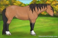 Horse Color:Bay Roan 