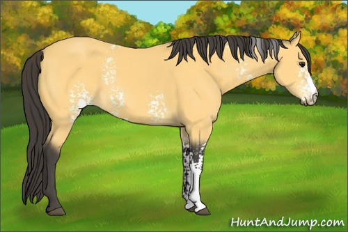 Horse Color: White Spotted Buckskin 