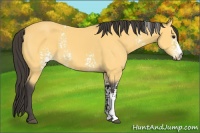 Horse Color:White Spotted Buckskin