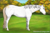 Horse Color:White Spotted Amber Cream Champagne Appaloosa 
