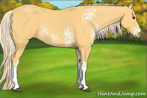 Horse Color: White Spotted Palomino 