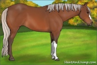 Horse Color:Silver Bay 