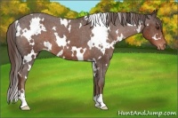 Horse Color:White Spotted Liver Chestnut Appaloosa 