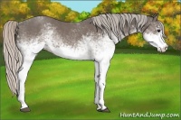 Horse Color:White Spotted Silver Black Sabino