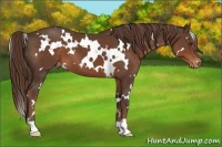 Horse Color:White Spotted Liver Chestnut Appaloosa 