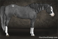 Horse Color:Liver Red Roan Splash Appaloosa