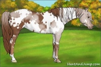 Horse Color:White Spotted Chestnut 