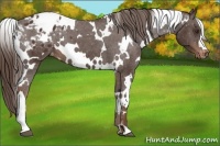Horse Color:White Spotted Liver Chestnut Blanket 