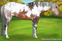 Horse Color:White Spotted Brown Appaloosa 
