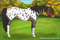 Horse Color:Liver Red Roan Appaloosa 