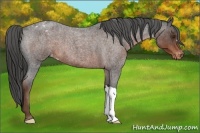 Horse Color:Liver Red Roan Appaloosa 