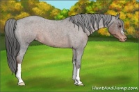 Horse Color:Liver Red Roan Varnish 