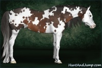 Horse Color:White Spotted Liver Chestnut Splash