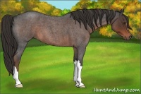 Horse Color:Liver Red Roan 