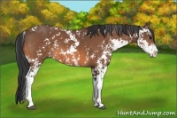 Horse Color:Bay Sabino 