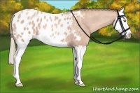 Horse Color:Gold Champagne Roan Splash Appaloosa