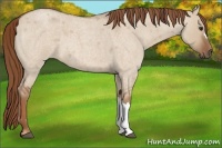 Horse Color:Red Dun Roan 