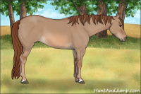 Horse Color:Unknown 