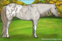 Horse Color:Smoky Grullo Roan Blanket Rabicano