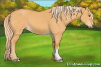 Horse Color:Palomino Dun