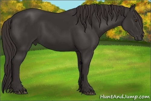 Horse Color: Liver Chestnut 