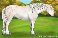 Horse Color:Chocolate Palomino Pearl Sabino Blanket 