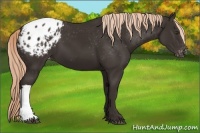 Horse Color:Liver Chestnut Blanket 