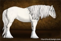 Horse Color:Cremello Dun Tobiano 