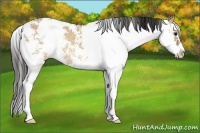 Horse Color:Buckskin Dun Sabino Rabicano 