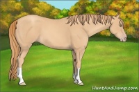Horse Color:Gold Champagne 