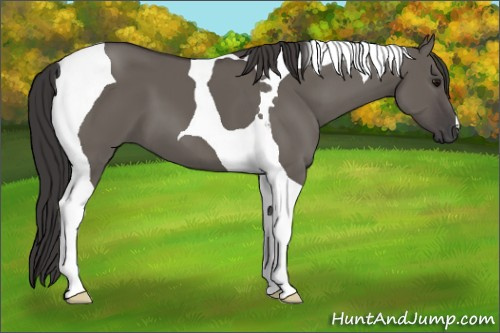 Horse Color: Smoky Grullo Tobiano 
