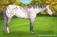 Horse Color:Gray Bay Roan Sabino Appaloosa