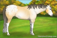 Horse Color:Gray Buckskin Splash Appaloosa 